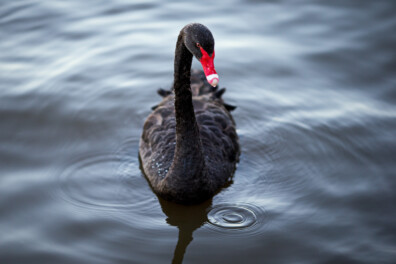 Exoot in Nederland: de zwarte zwaan