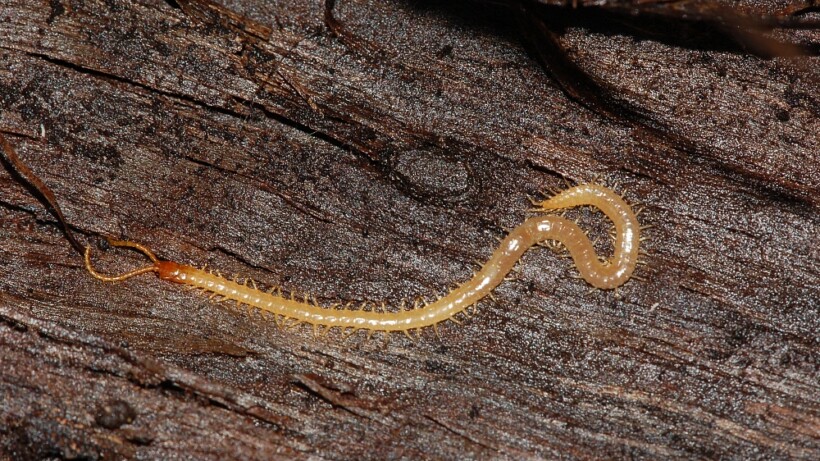 Het raadsel van de groene lichtflitsen in de slaapkamer