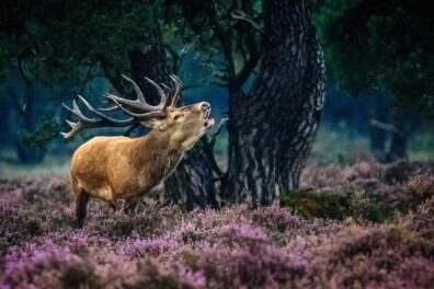 Burlende edelherten fotograferen, zo doe je dat