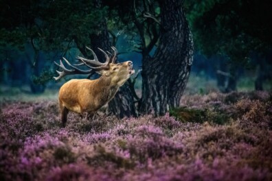 Burlende edelherten fotograferen, zo doe je dat