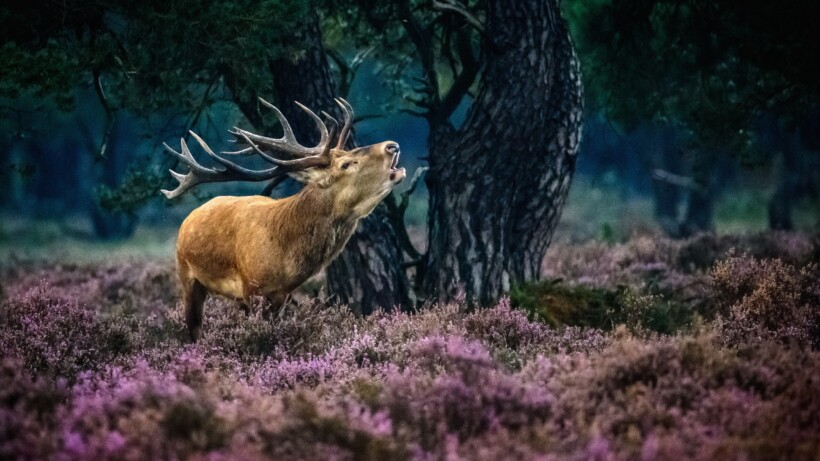 Burlende edelherten fotograferen, zo doe je dat