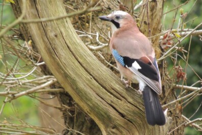 Heet de gaai nu Vlaamse gaai of gewoon gaai?