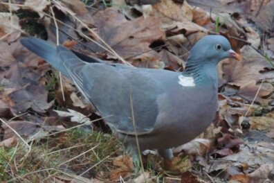 Trekkende houtduiven