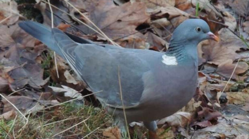 Trekkende houtduiven