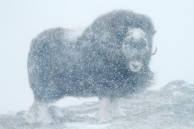 Muskusossen in Noorwegen (video)