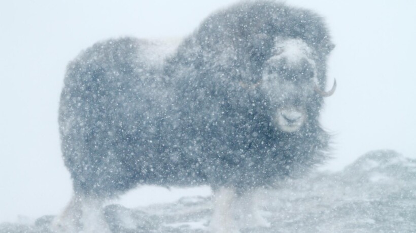 Muskusossen in Noorwegen (video)