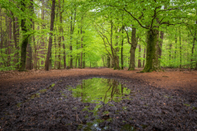 Petrichor: de geur na een zomerse regenbui