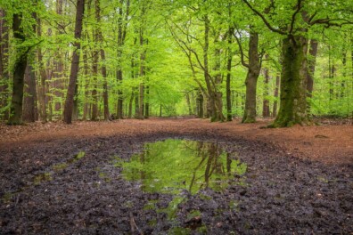 Petrichor: de geur na een zomerse regenbui