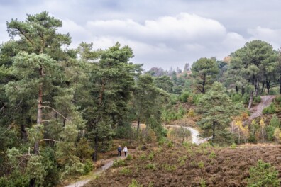 Brunssummerheide: wandelen naar de bron van de Roode Beek