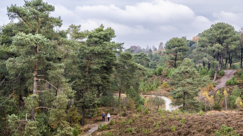 Brunssummerheide: wandelen naar de bron van de Roode Beek