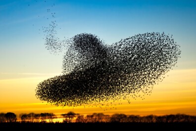 Natuur als kunst, de 10 mooiste beelden