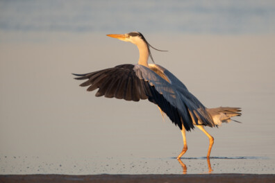 De blauwe reiger in 5 verrassende feiten