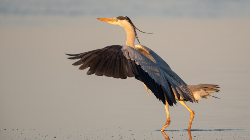 De blauwe reiger in 5 verrassende feiten
