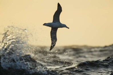 Waar blijven vogels als het stormt?