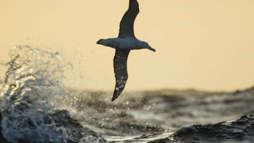 Waar blijven vogels als het stormt?