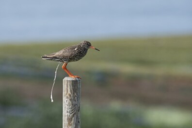 Waarom is vogelpoep meestal wit?