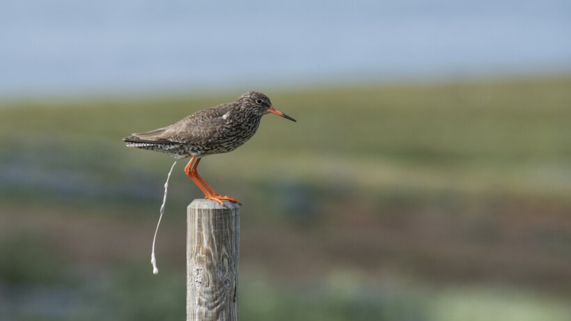 Waarom is vogelpoep meestal wit?
