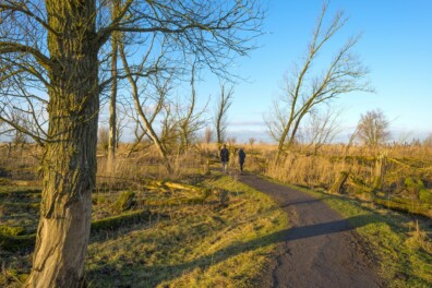 Wandelen Oostvaardersplassen: over de vogelboulevard