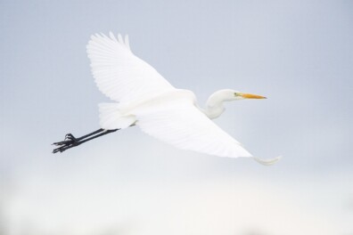 Spierwitte grote zilverreigers