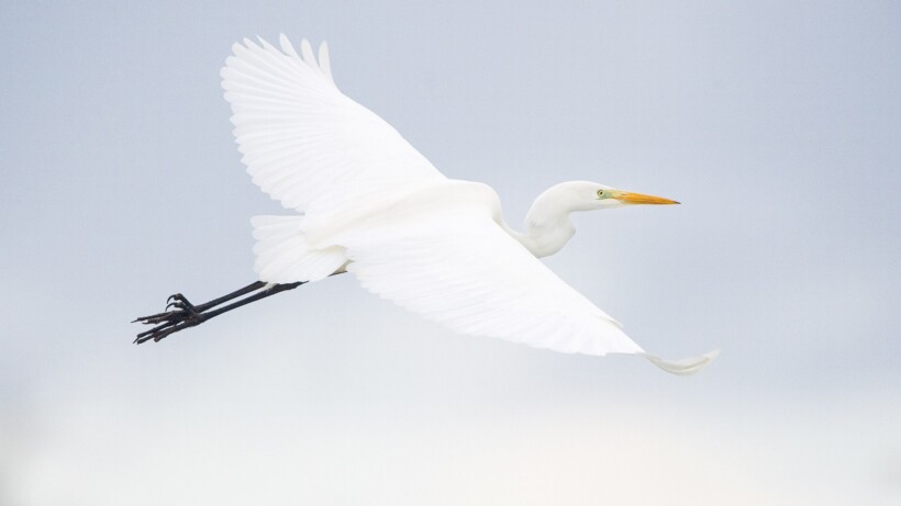 Spierwitte grote zilverreigers