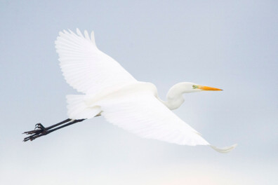 Spierwitte grote zilverreigers