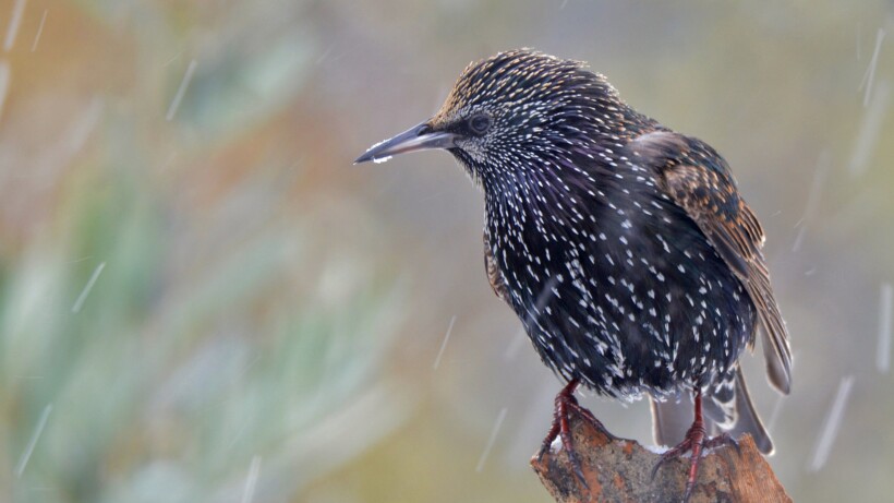 Wat een vraag: verandert de snavel van de spreeuw van kleur?