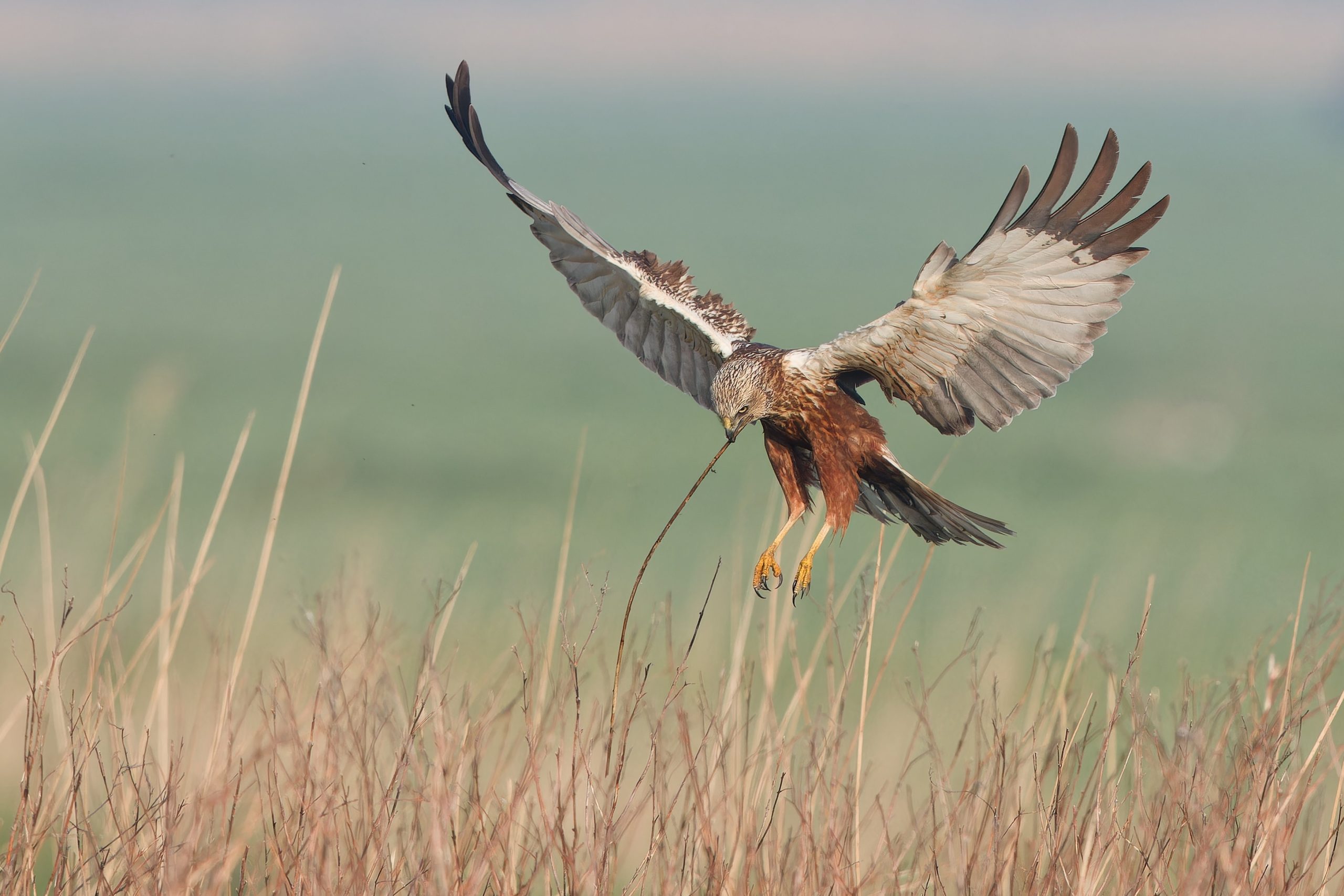 roofvogel bruine kiekendief