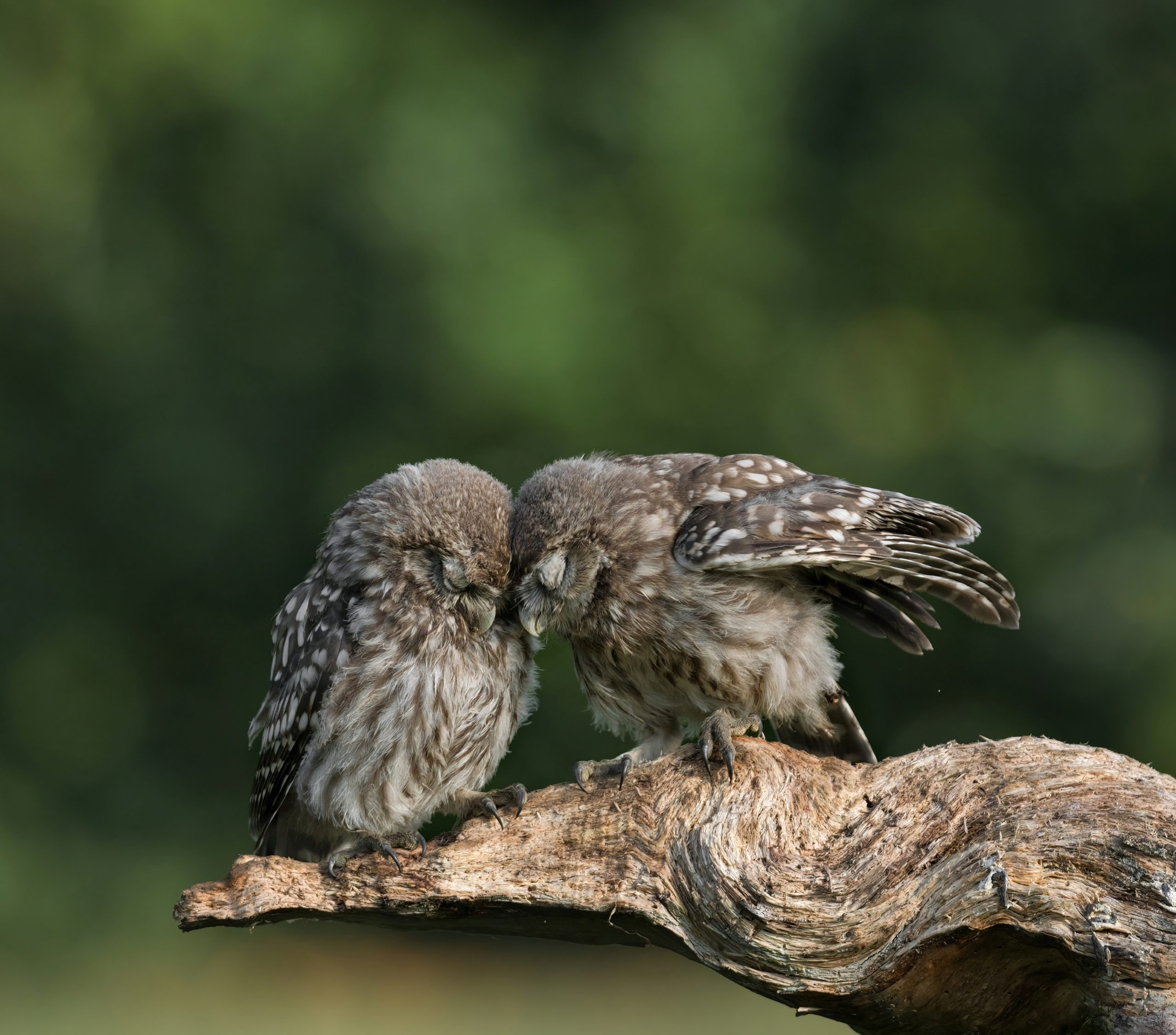 steenuiltjes roofvogels