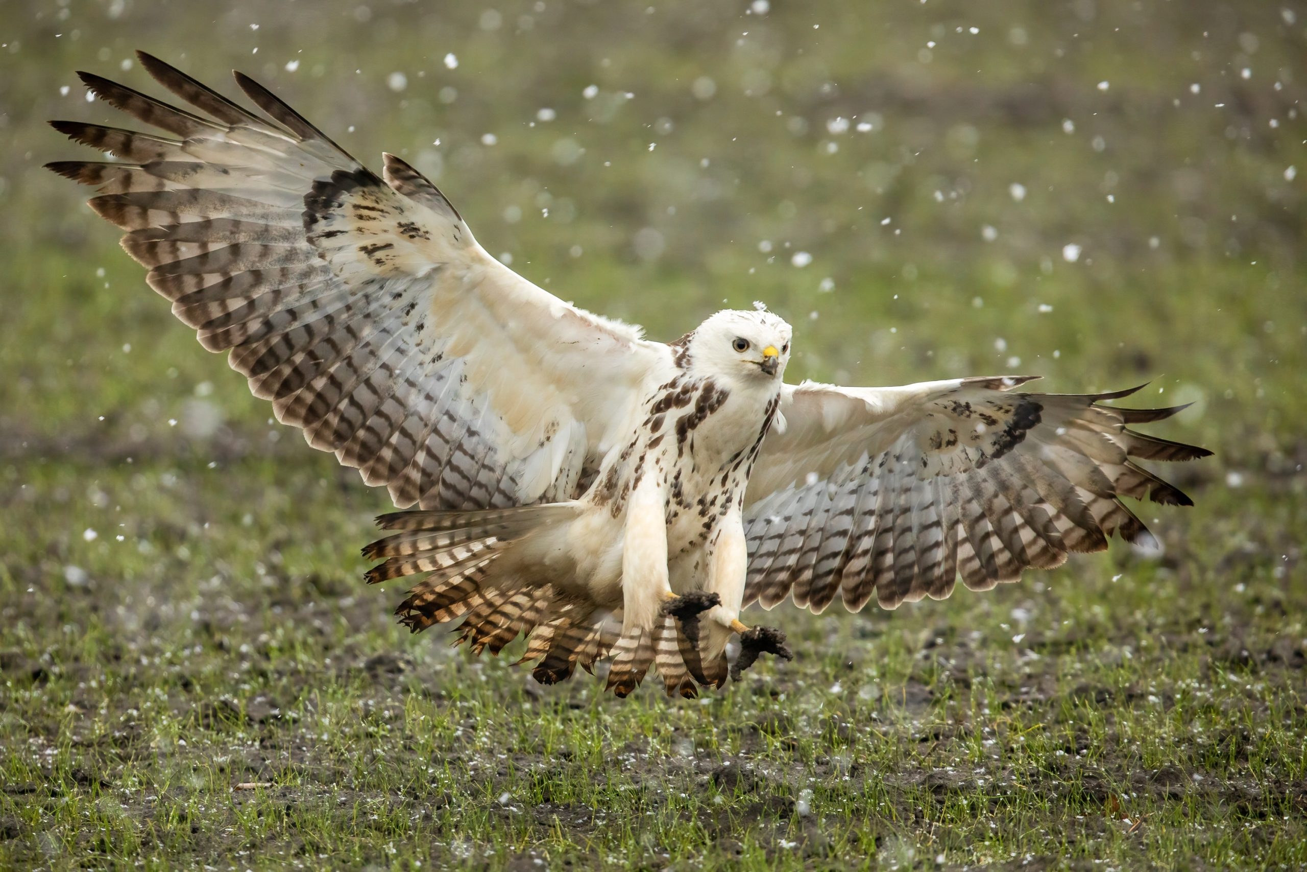 blonde buizerd roofvogel