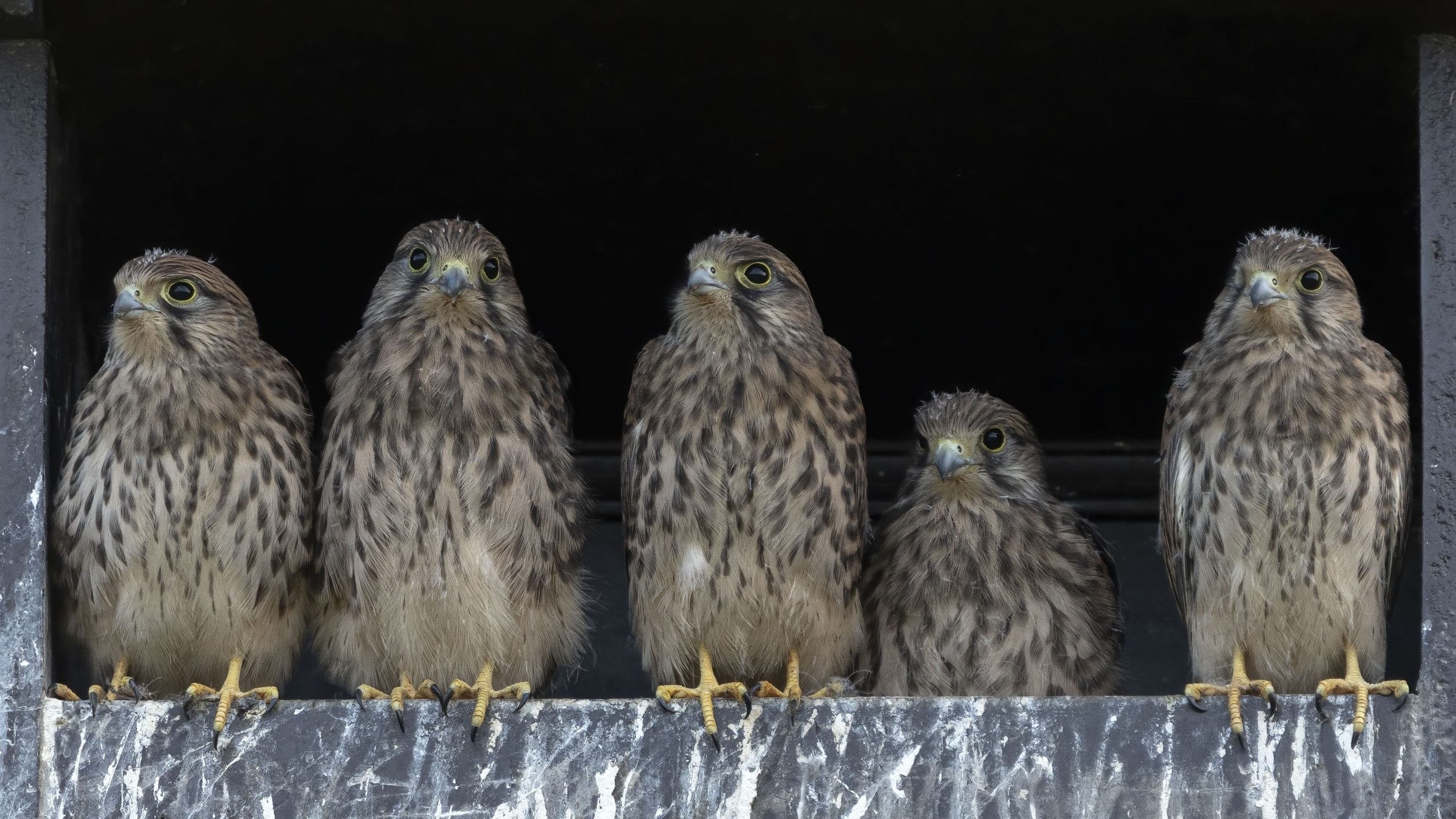 jonge torenvalken roofvogels