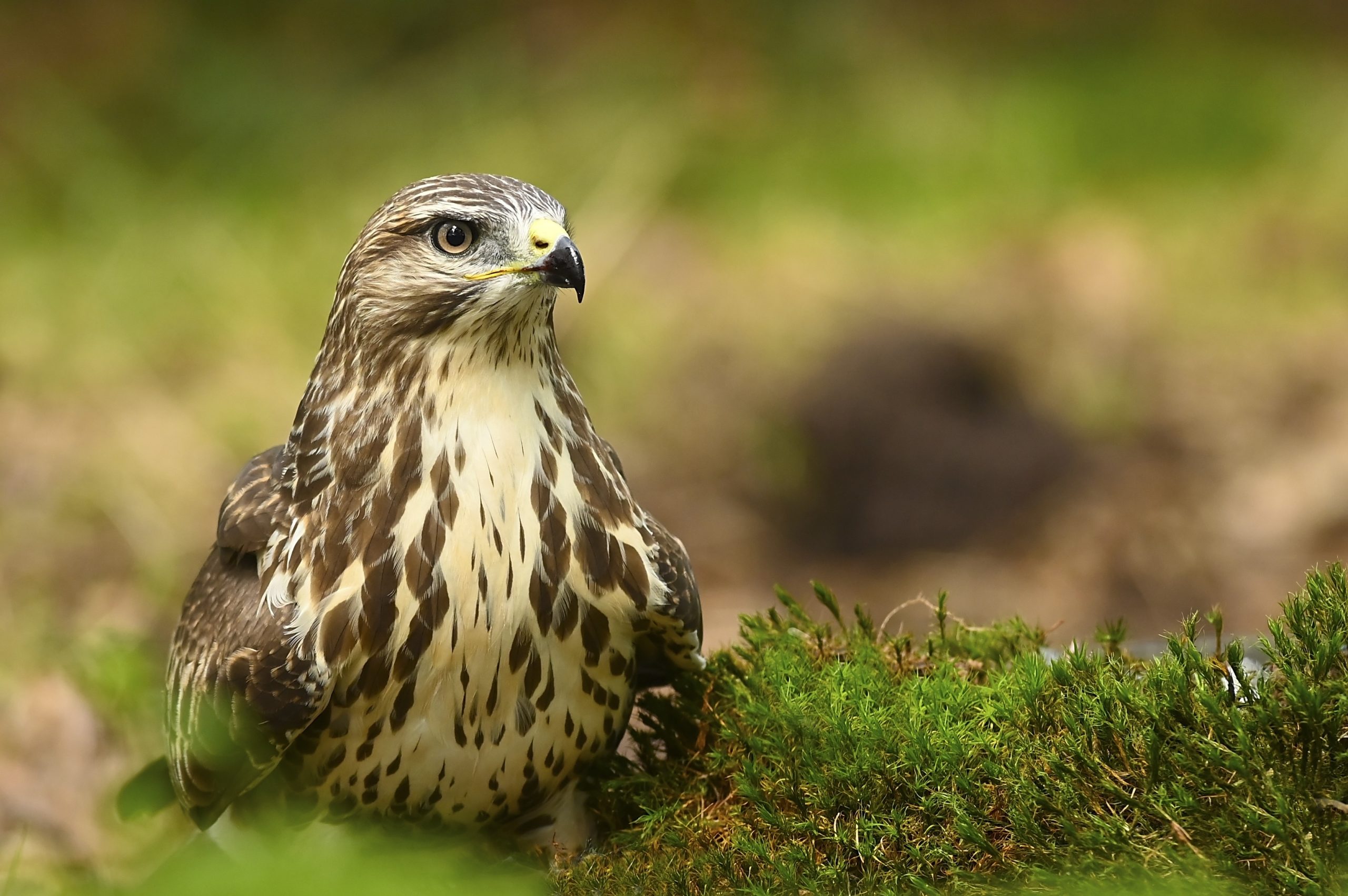 attente buizerd