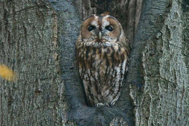 Speur mee naar zes soorten uilen in een weekend!