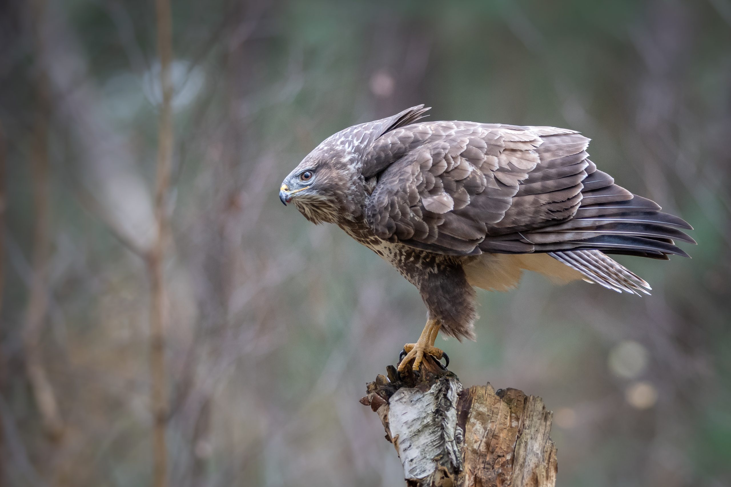 Buizerd op de Kalmthoutse heide