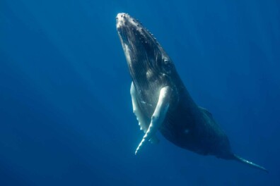 Bultrugwalvissen: comeback van een zeereus