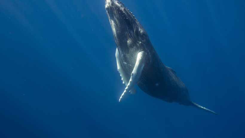 Bultrugwalvissen: comeback van een zeereus