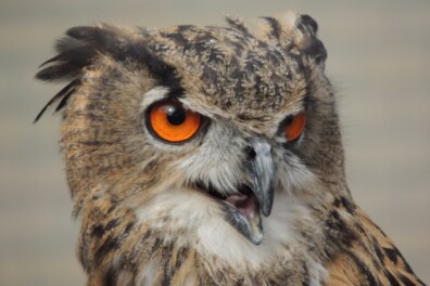 Speur mee naar zes soorten uilen