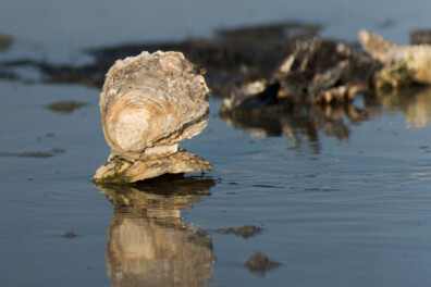 Waarom maken oesters parels?