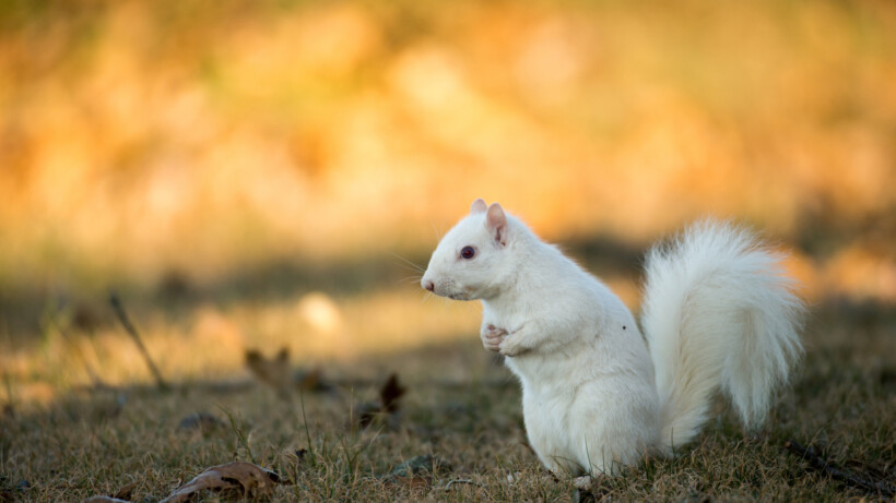 Leucisme: wat is het en twee voorbeelden