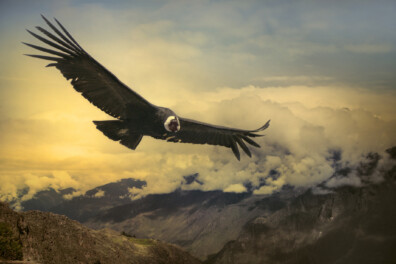 Top 10 vogels met de grootste spanwijdte