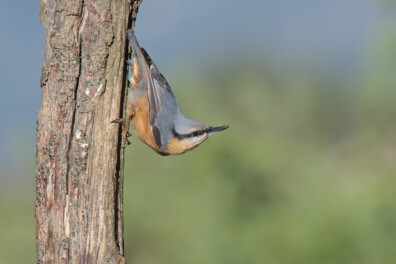 De boomklever in zeven weetjes