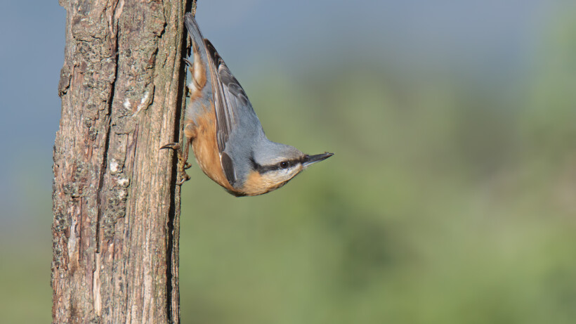 De boomklever in zeven weetjes