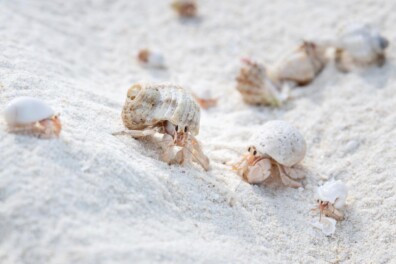 Zo verhuizen heremietkreeften hun hele buurt (video)
