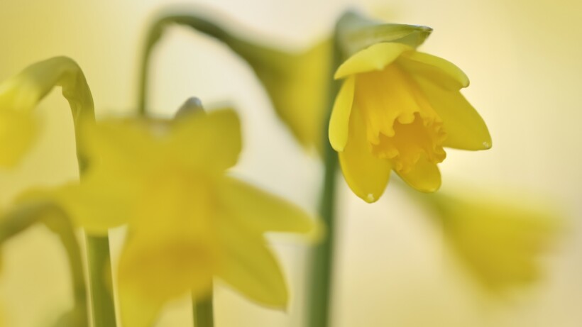 Wat een vraag: wanneer begint de lente?