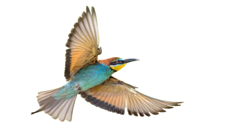 Zo klinkt een bijeneter (video)