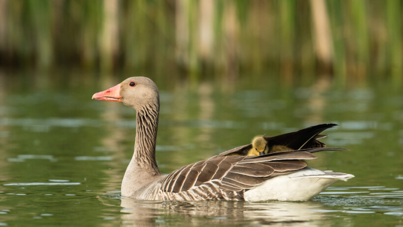Het leven van de grauwe gans (video)