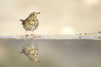 Vrolijke zanglijster