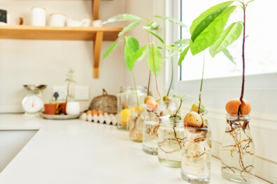 Zo kweek je je eigen avocadoplant: een stappenplan