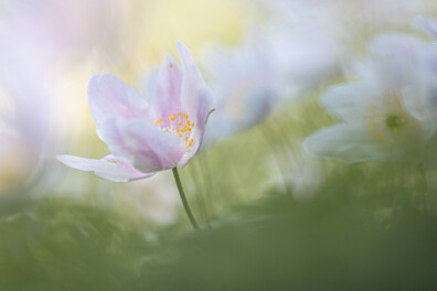 Dit zijn de 5 beste plekken om bosanemonen te vinden