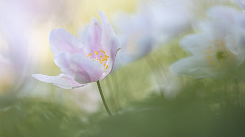 Dit zijn de 5 beste plekken om bosanemonen te vinden