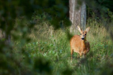 Genieten van de 10 mooiste foto’s met doorkijkjes